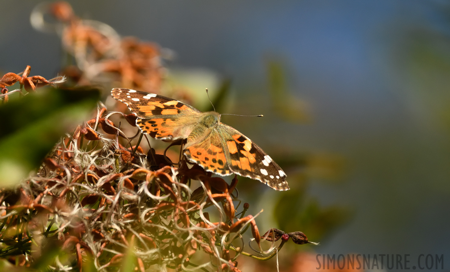 Vanessa cardui [400 mm, 1/2500 Sek. bei f / 8.0, ISO 1600]